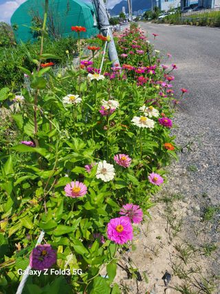 아림농장 대저2동 님의 고추 · 일상 작성글 사진