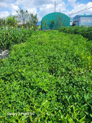 아림농장 대저2동 님의 고추 · 일상 작성글 사진