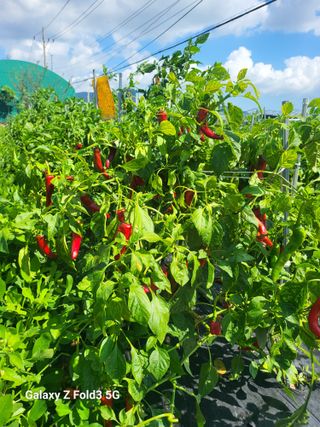 아림농장 대저2동 님의 고추 · 일상 작성글 사진