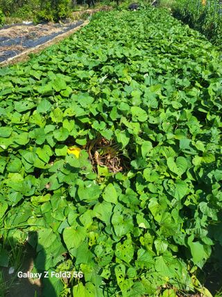 아림농장 대저2동 님의 고추 · 일상 작성글 사진