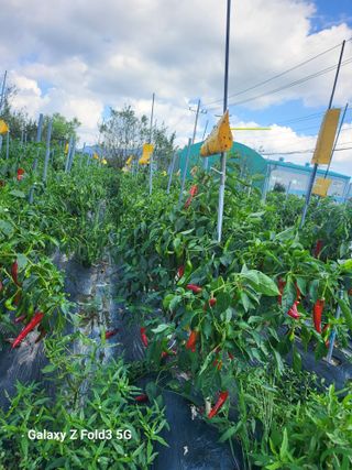 아림농장 대저2동 님의 고추 · 일상 작성글 사진