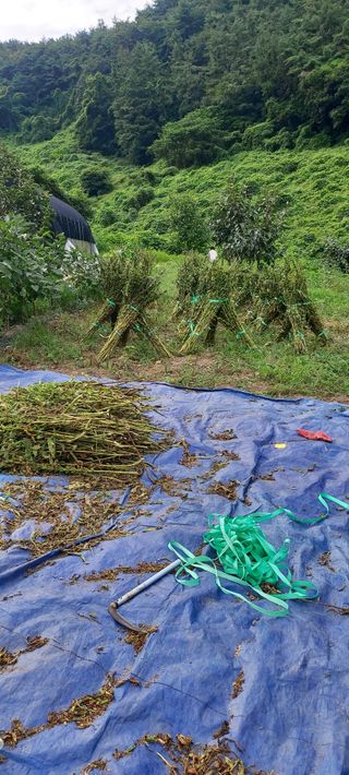 박지성 님의 9월 내 작물 자랑하기 · 참여글 작성글 사진