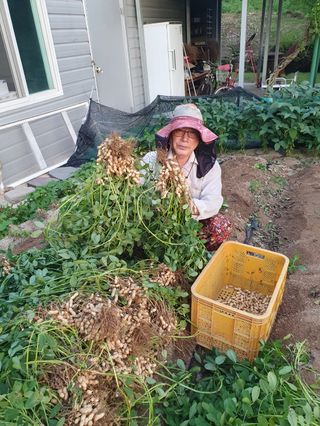 손병업(텃밭)님의 기타작물 · 영농일지 작성글 사진