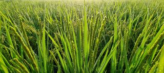 희망농부58님의 자유주제 · 자유게시판 작성글 사진