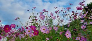 희망농부58님의 자유주제 · 자유게시판 작성글 사진