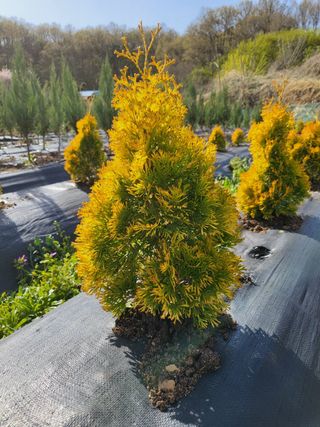 블루썬더농원님의 기타작물 · 자유게시판 작성글 사진