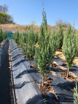 블루썬더농원님의 기타작물 · 자유게시판 작성글 사진