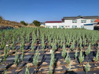 블루썬더농원님의 기타작물 · 자유게시판 작성글 사진