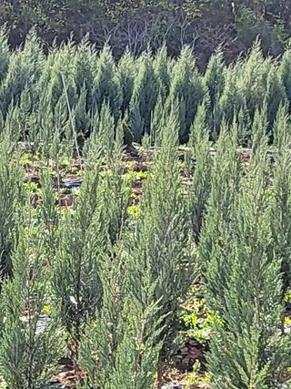 블루썬더농원님의 기타작물 · 자유게시판 작성글 사진