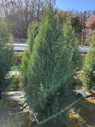 블루썬더농원님의 기타작물 · 자유게시판 작성글 사진