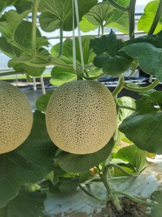 행복이맘님의 9월 내 작물 자랑하기 · 참여글 작성글 사진