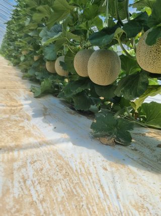 행복이맘님의 9월 내 작물 자랑하기 · 참여글 작성글 사진