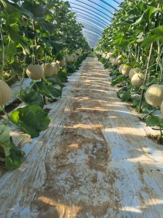 행복이맘님의 9월 내 작물 자랑하기 · 참여글 작성글 사진