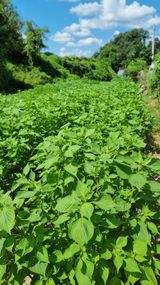 팜모닝 들깨·자유게시판 게시글 이미지