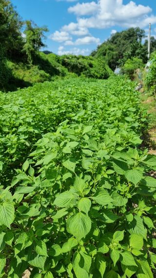 이석형님의 들깨 · 자유게시판 작성글 사진
