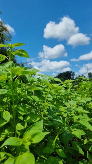 이석형님의 들깨 · 자유게시판 작성글 사진