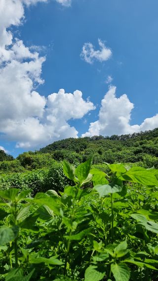 이석형님의 들깨 · 자유게시판 작성글 사진