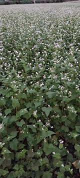 팜모닝 9월 내 작물 자랑하기·참여글 게시글 이미지