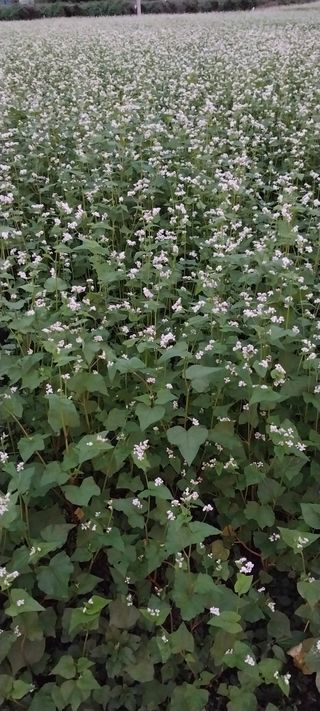 낙엽교목류15665님의 9월 내 작물 자랑하기 · 참여글 작성글 사진