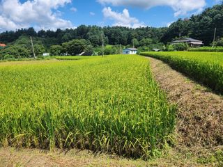 문정주님의 벼 · 자유게시판 작성글 사진