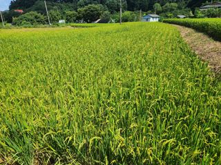 문정주님의 벼 · 자유게시판 작성글 사진