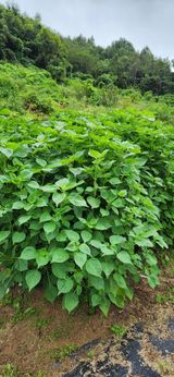 팜모닝 9월 내 작물 자랑하기·참여글 게시글 이미지