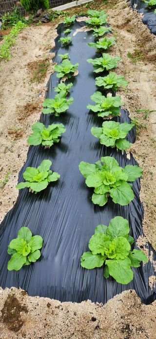 박희영님의 9월 내 작물 자랑하기 · 참여글 작성글 사진