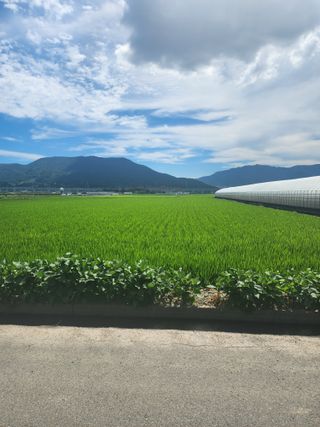 세상에딱한곳님의 벼 · 자유게시판 작성글 사진