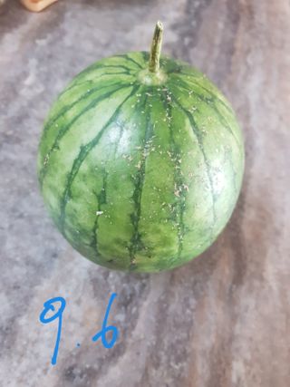 코알라님의 9월 내 작물 자랑하기 · 참여글 작성글 사진