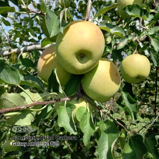 최동구님의 9월 내 작물 자랑하기 · 참여글 작성글 사진