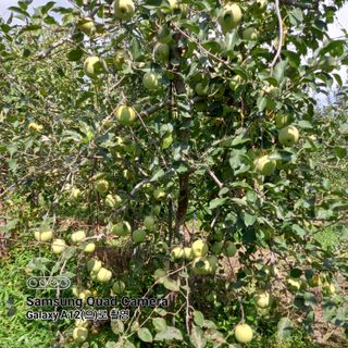 최동구님의 9월 내 작물 자랑하기 · 참여글 작성글 사진