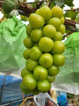 팜모닝 9월 내 작물 자랑하기·참여글 게시글 이미지