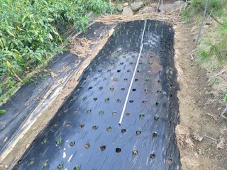 삼례텃밭지기님의 9월 내 작물 자랑하기 · 참여글 작성글 사진