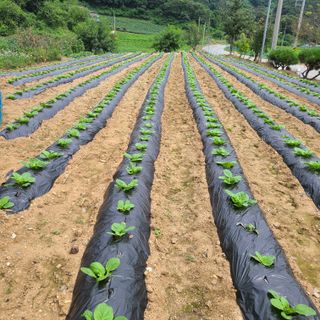 잿고개님의 9월 내 작물 자랑하기 · 참여글 작성글 사진