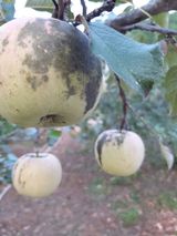 팜모닝 사과·품질 향상 게시글 이미지