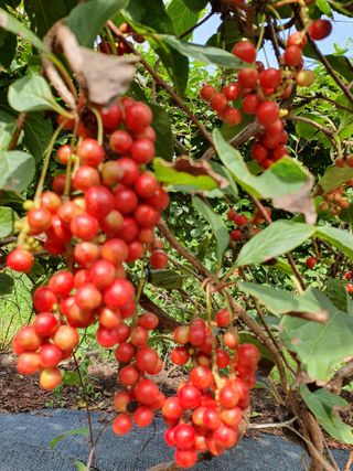 김기자(흰구름농원)님의 9월 내 작물 자랑하기 · 참여글 작성글 사진