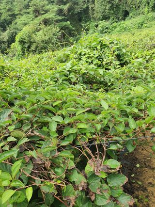 김기자(흰구름농원)님의 9월 내 작물 자랑하기 · 참여글 작성글 사진