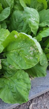 팜모닝 배추·병해충상담 게시글 이미지