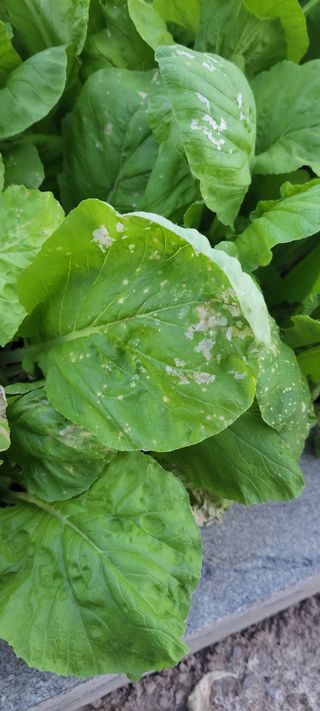 이병현님의 배추 · 병해충상담 작성글 사진