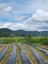 팜모닝 배추·영농일지 게시글 이미지