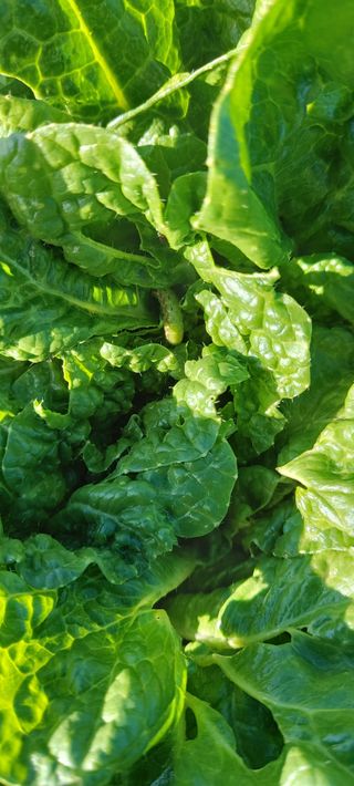 복숭아17066님의 배추 · 병해충상담 작성글 사진