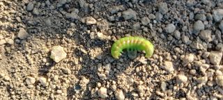 복숭아17066님의 배추 · 병해충상담 작성글 사진