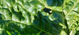 복숭아17066님의 배추 · 병해충상담 작성글 사진