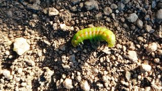 복숭아17066님의 배추 · 병해충상담 작성글 사진