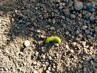 복숭아17066님의 배추 · 병해충상담 작성글 사진