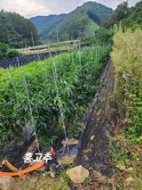 팜모닝 9월 내 작물 자랑하기·참여글 게시글 이미지