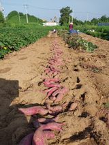 팜모닝 고구마·영농일지 게시글 이미지