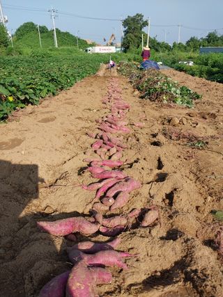 유영동님의 고구마 · 영농일지 작성글 사진