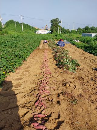 유영동님의 고구마 · 영농일지 작성글 사진