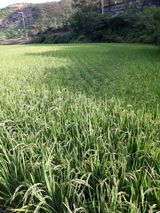 팜모닝 자유주제·자유게시판 게시글 이미지